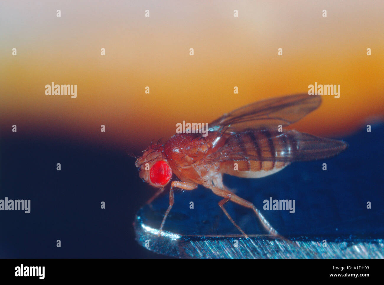 Fruit-fly or Vinegar Fly, Drosophila melanogaster Stock Photo