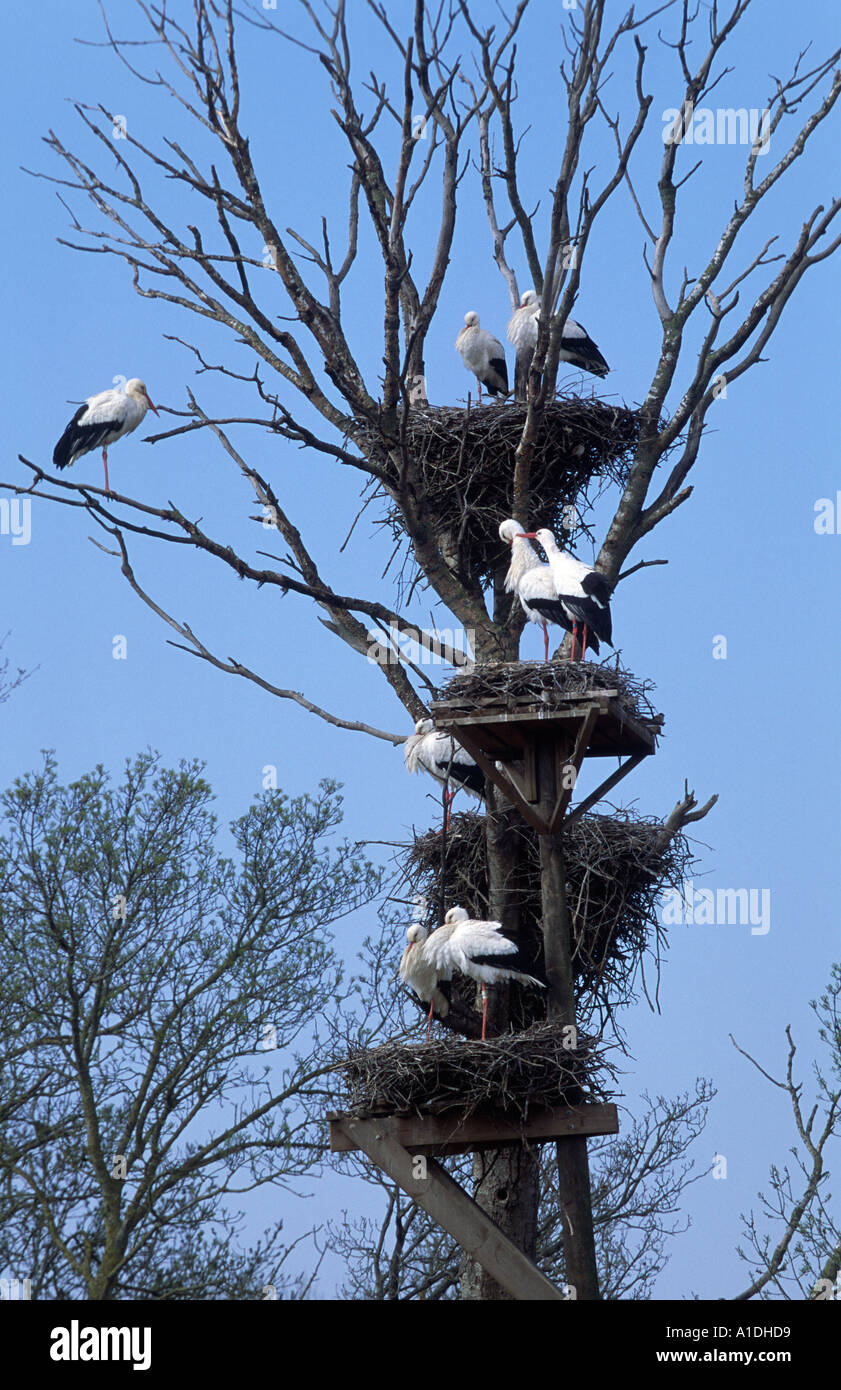 Storks stork couple couples hi-res stock photography and images - Alamy