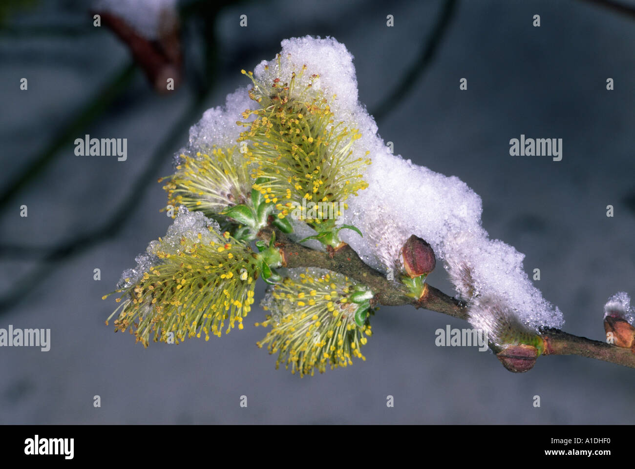 Willow, Salix sp. Closeup of snow covered flowers Stock Photo