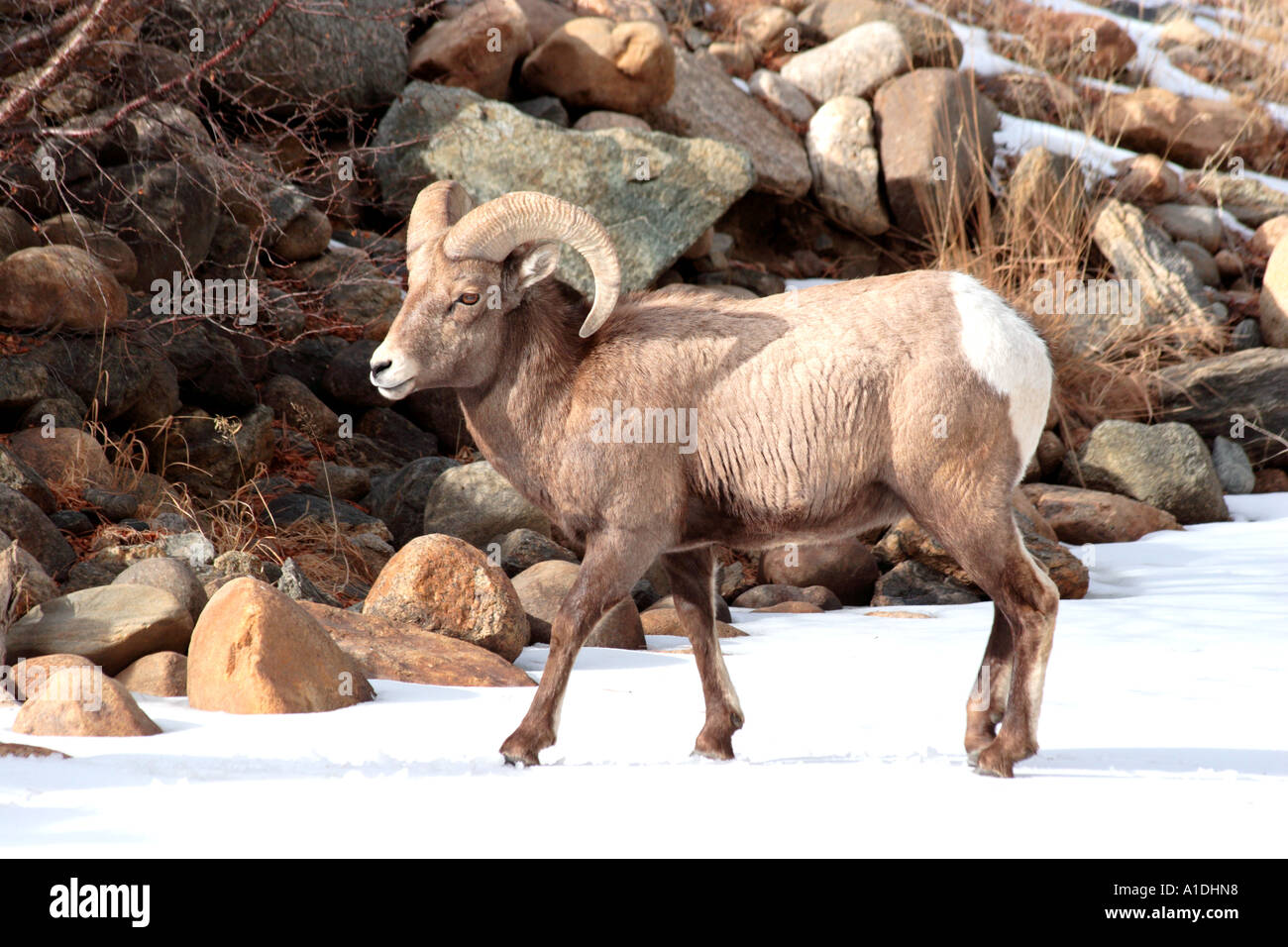 Rocky Mountain Bighorn Sheep Stock Photo - Alamy