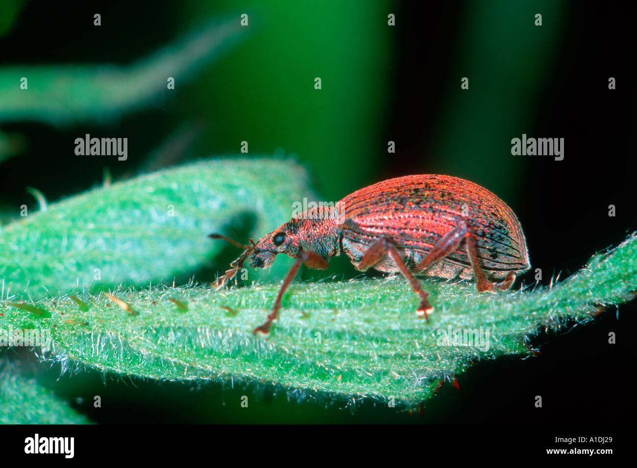 Weevil, Polydrusus sp. On leaf Stock Photo - Alamy