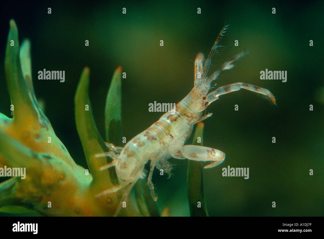 Amphipod, Gammarus sp. On alga. Underwater Stock Photo