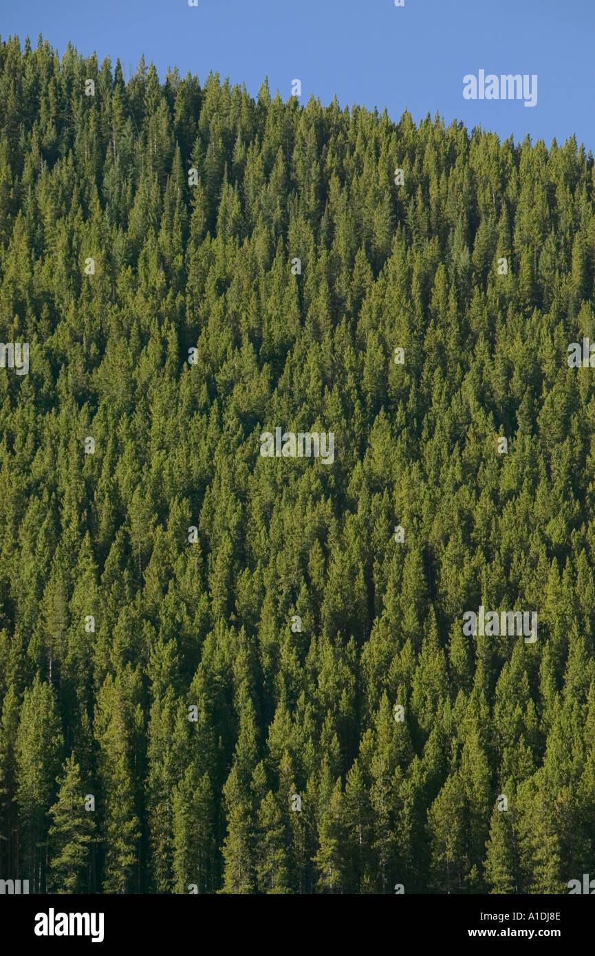 Evergreen pine trees in forest hi-res stock photography and images - Alamy