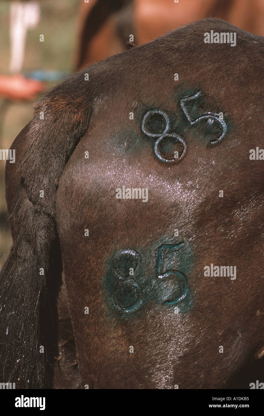 branding iron on skin