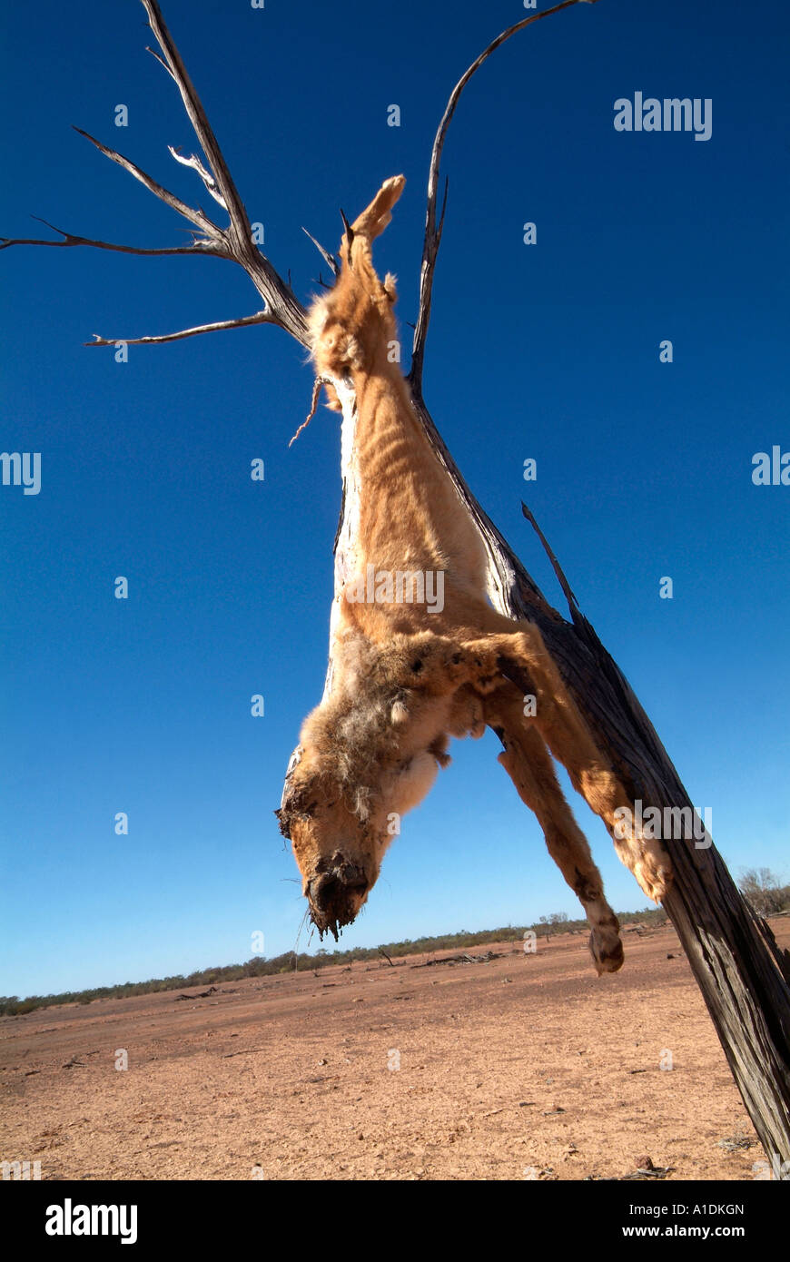 A dead dingo, a native dog regarded as a pest hung in a tree in western Queensland, Australia. 2006 photo by Bruce Miller Stock Photo