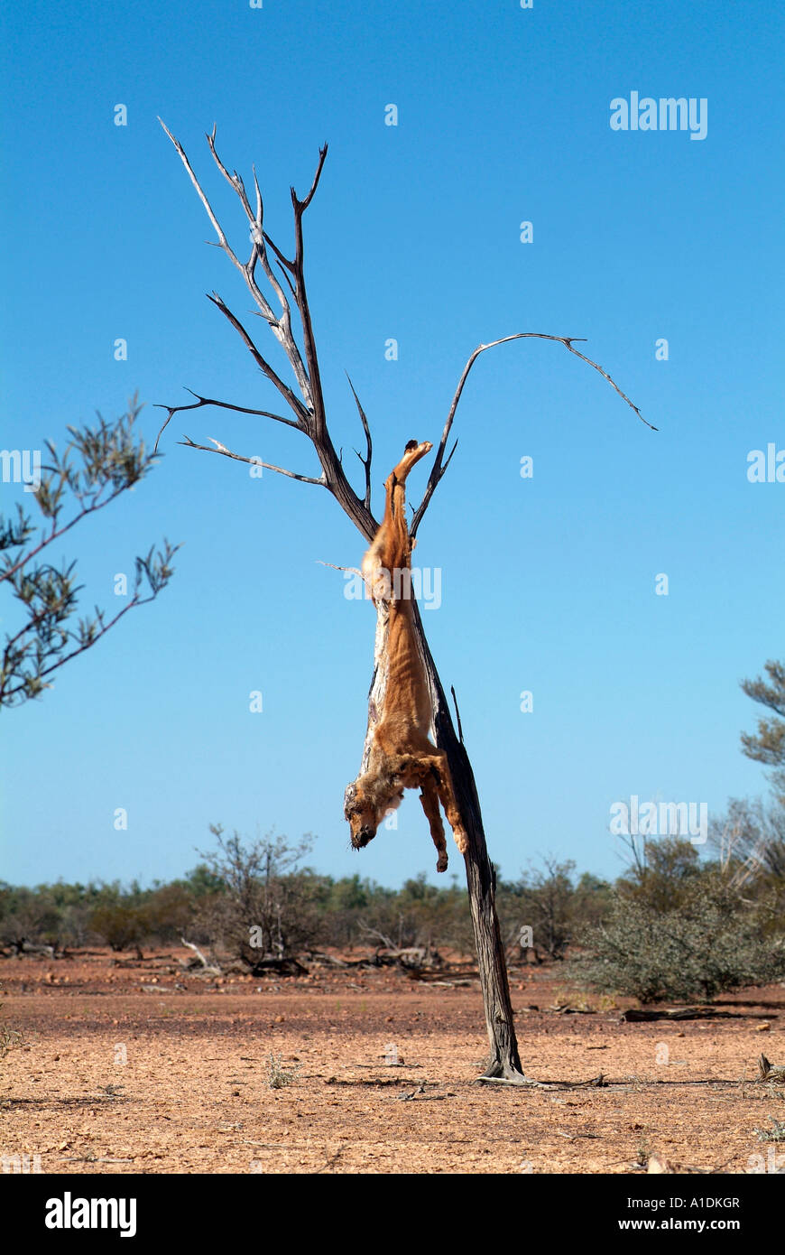 A dead dingo, a native dog regarded as a pest hung in a tree in western Queensland, Australia. 2006 photo by Bruce Miller Stock Photo