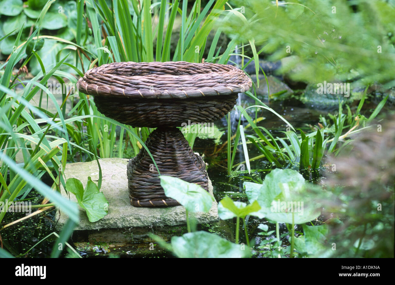 Pond plant basket hires stock photography and images Alamy