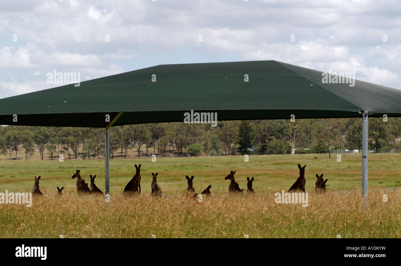 Kangaroos under a shade area on a farm, Queensland, australia. photo by Bruce Miller © Stock Photo