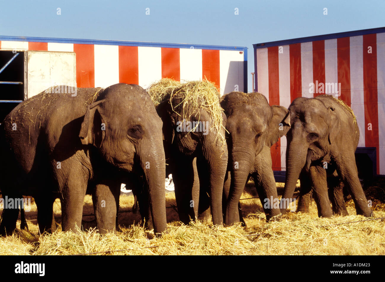 Elephants traveling circus Stock Photo