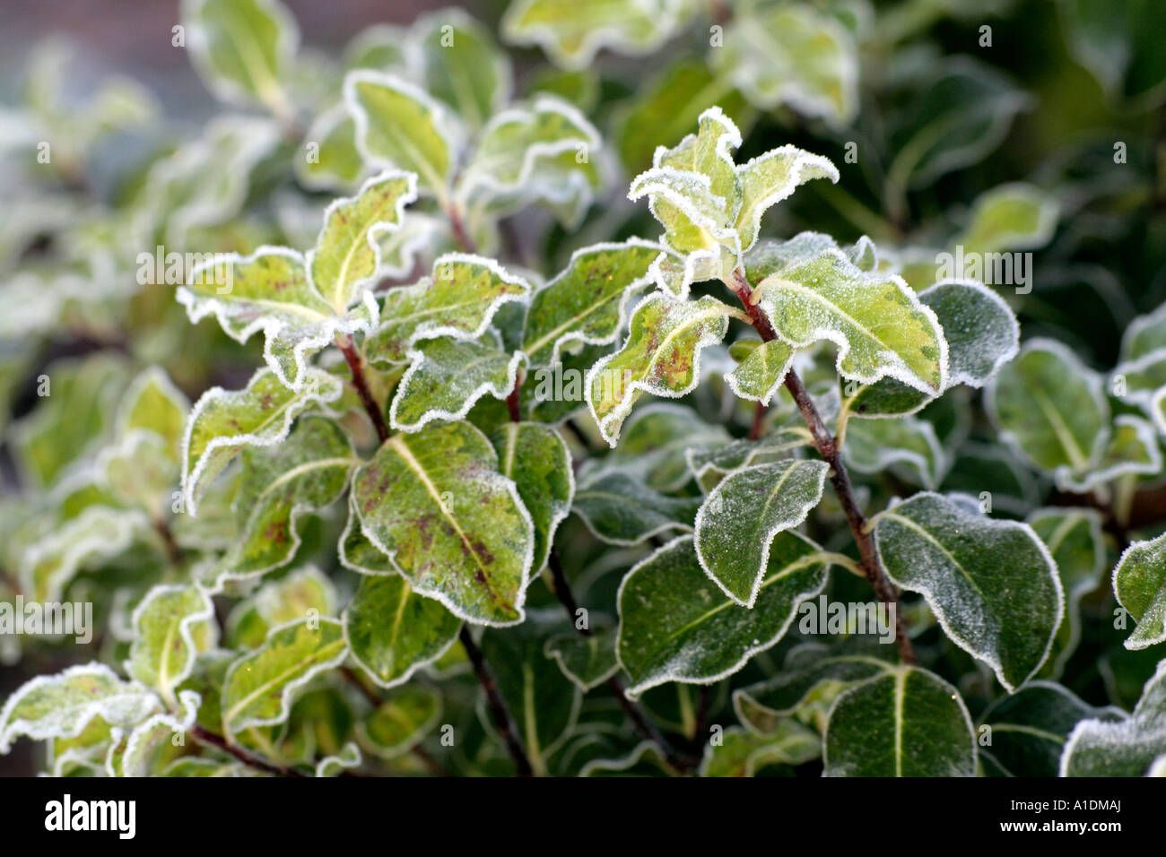 Pittosporum tenuifolium Holbrook showing frosted foliage Stock Photo