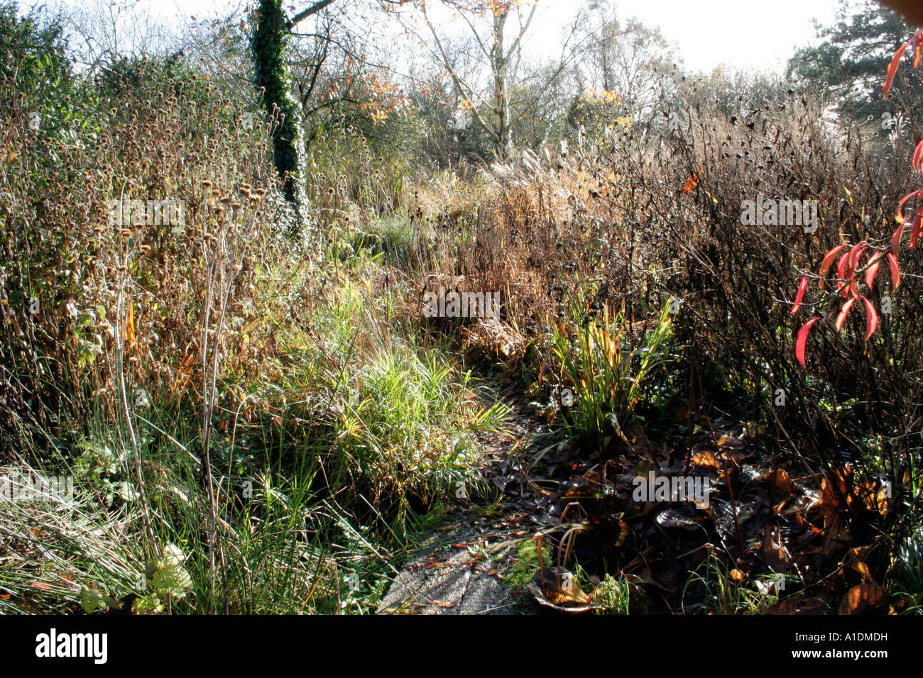 winter structure in the wet garden at Holbrook Stock Photo