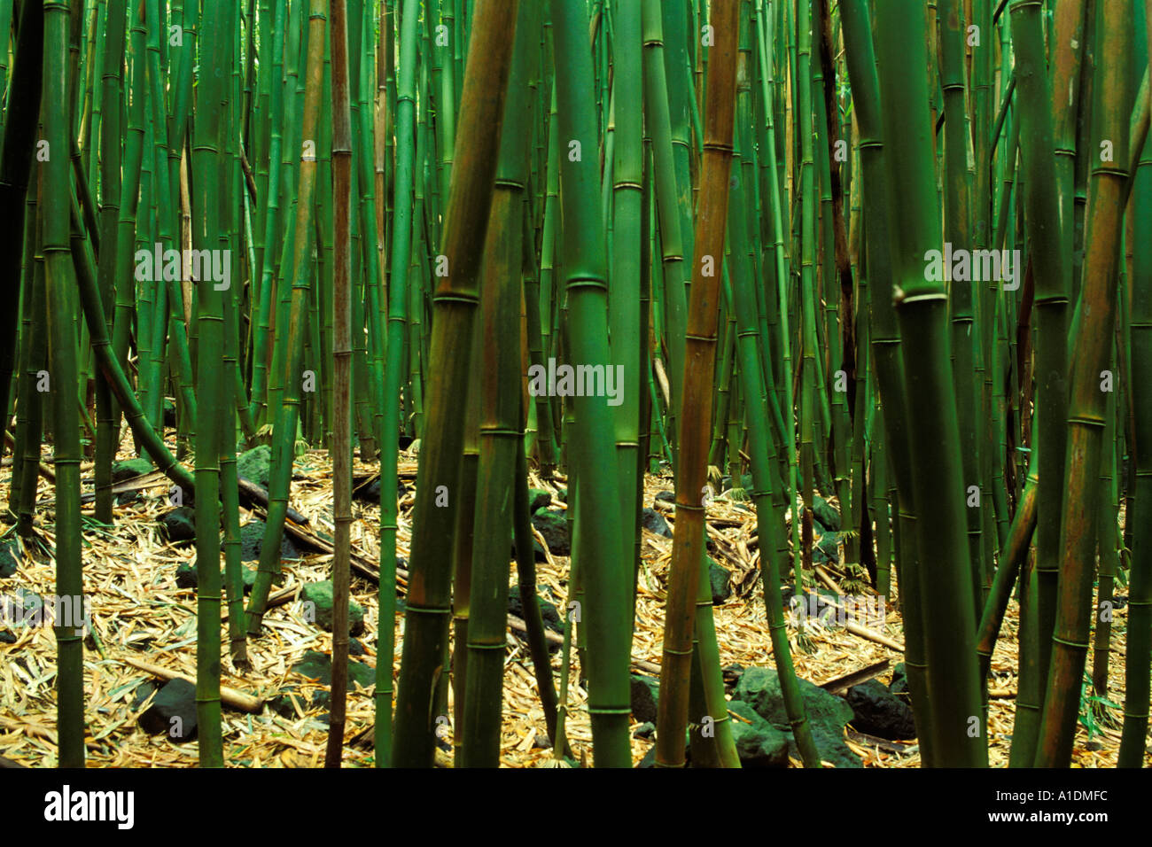 Hawaii, Maui, Bamboo forest, Haleakala Nat Park, Kipahulu region Stock Photo