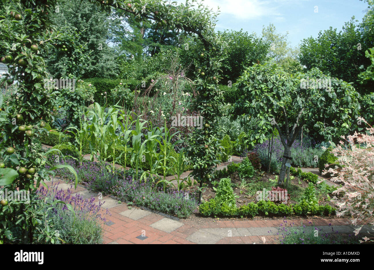 potager garden with sweetcorn and other crops Stock Photo