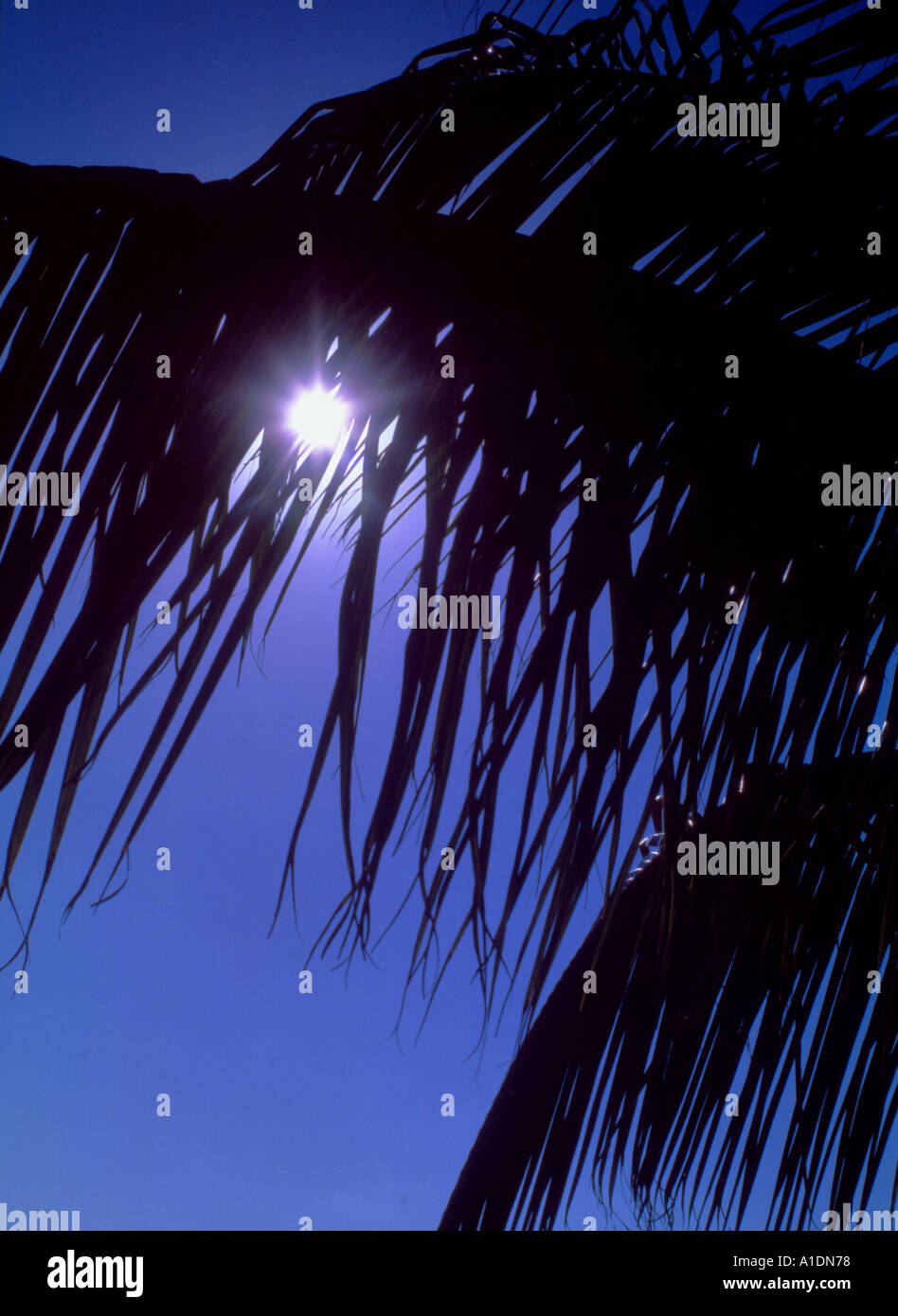 Sun sunshine palm tree hi-res stock photography and images - Alamy
