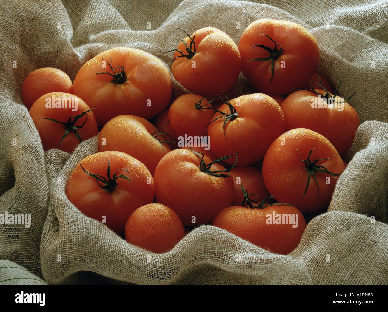 Still life of tomatoes on a hession cloth background Landscape format moody direct light Original shot on 5x4 neg Stock Photo