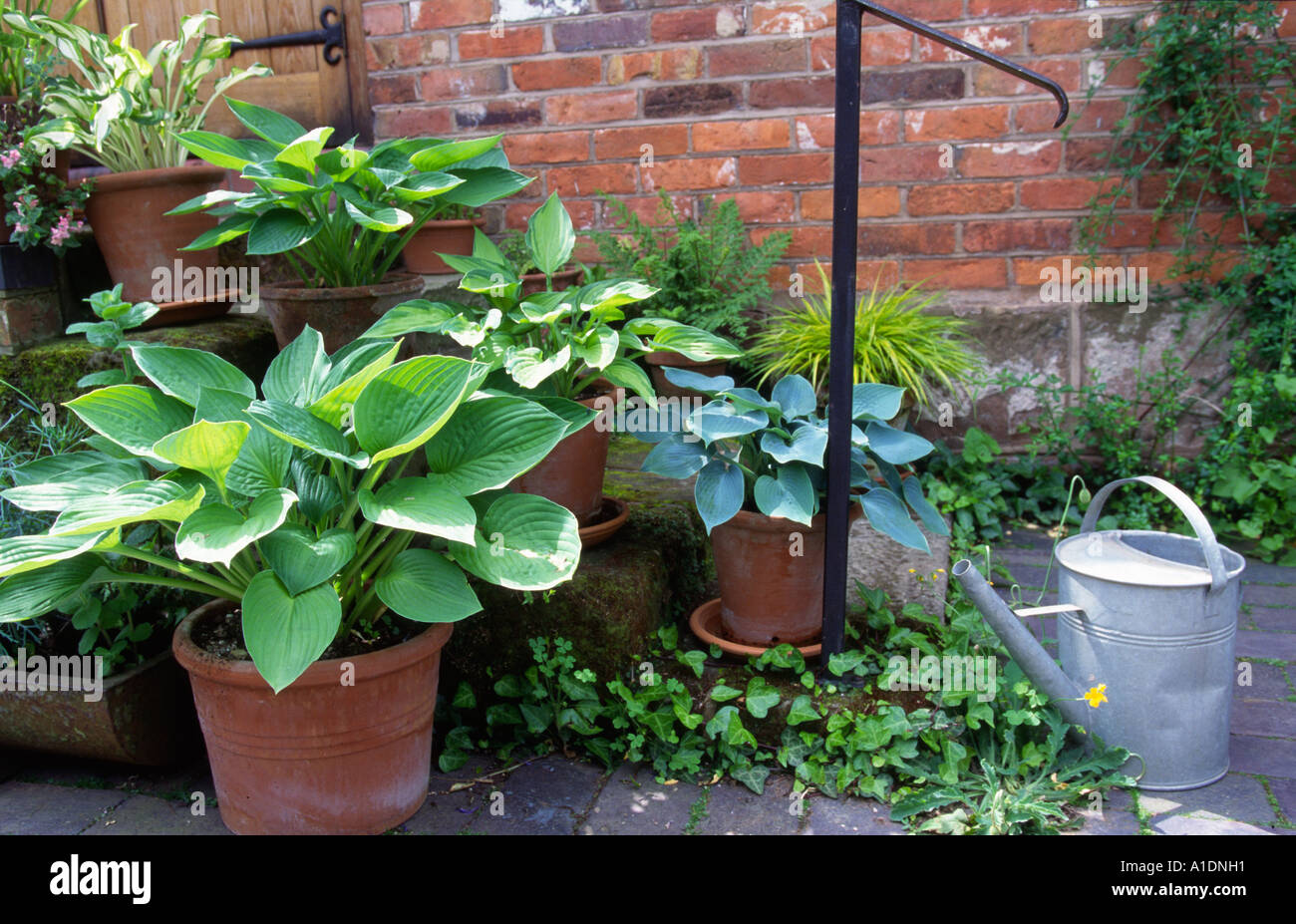 hosta growing in terracotta alongside steps in garden Stock Photo