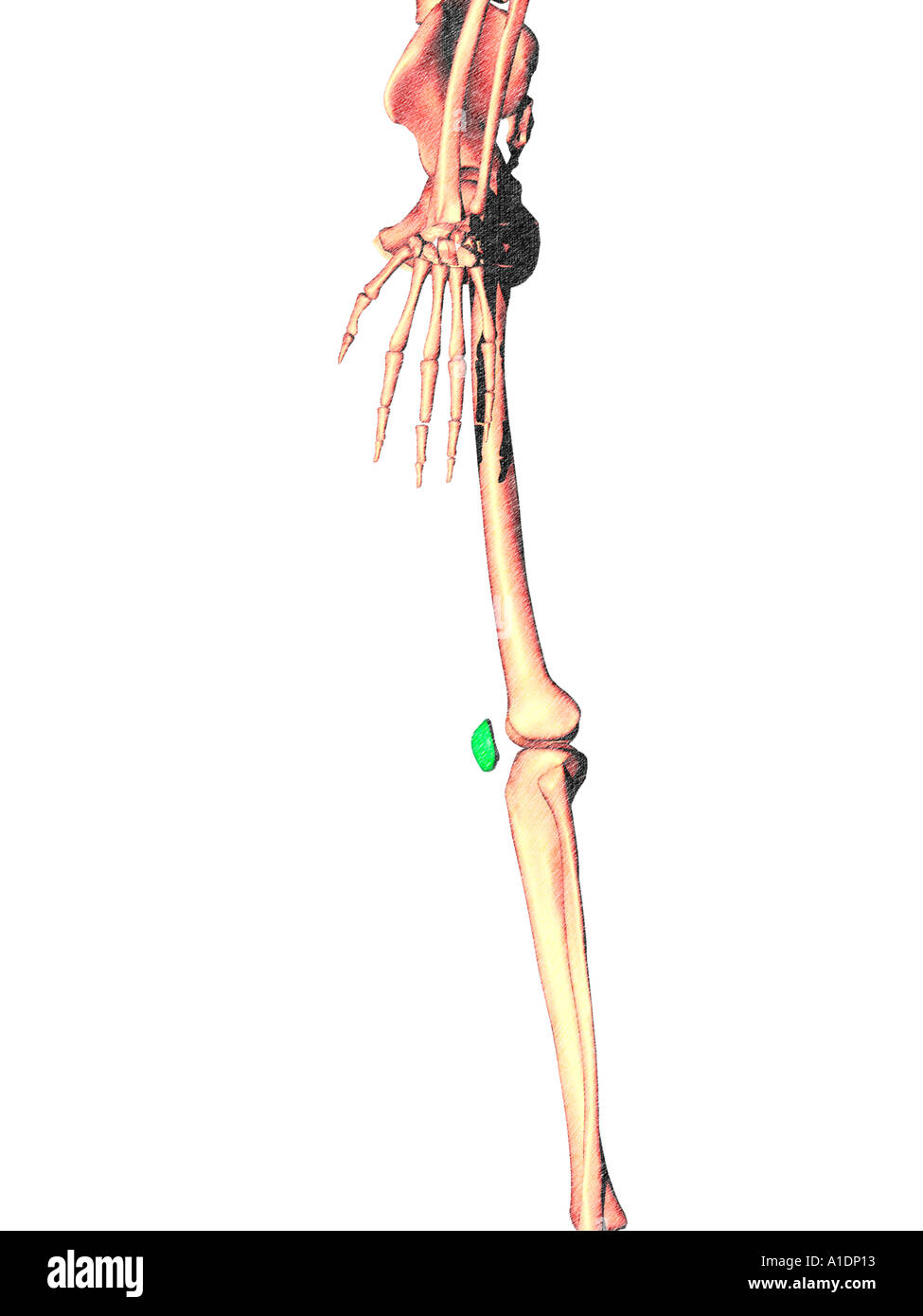 illustration of patella highlighted on skeleton Stock Photo - Alamy