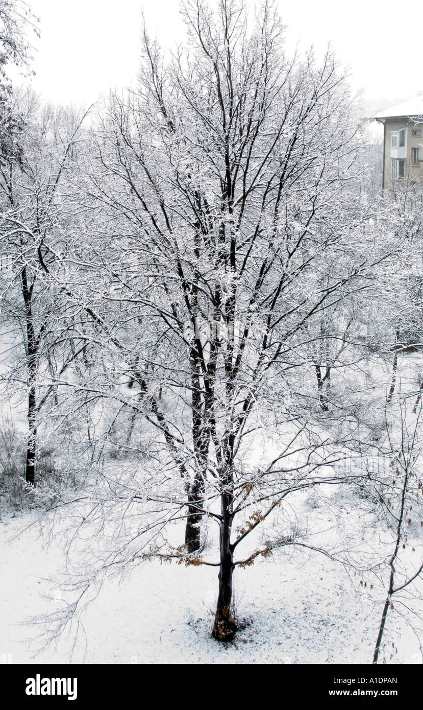 Trees Covered In Snow In Sofia The Capital Of Bulgaria Stock Photo Alamy