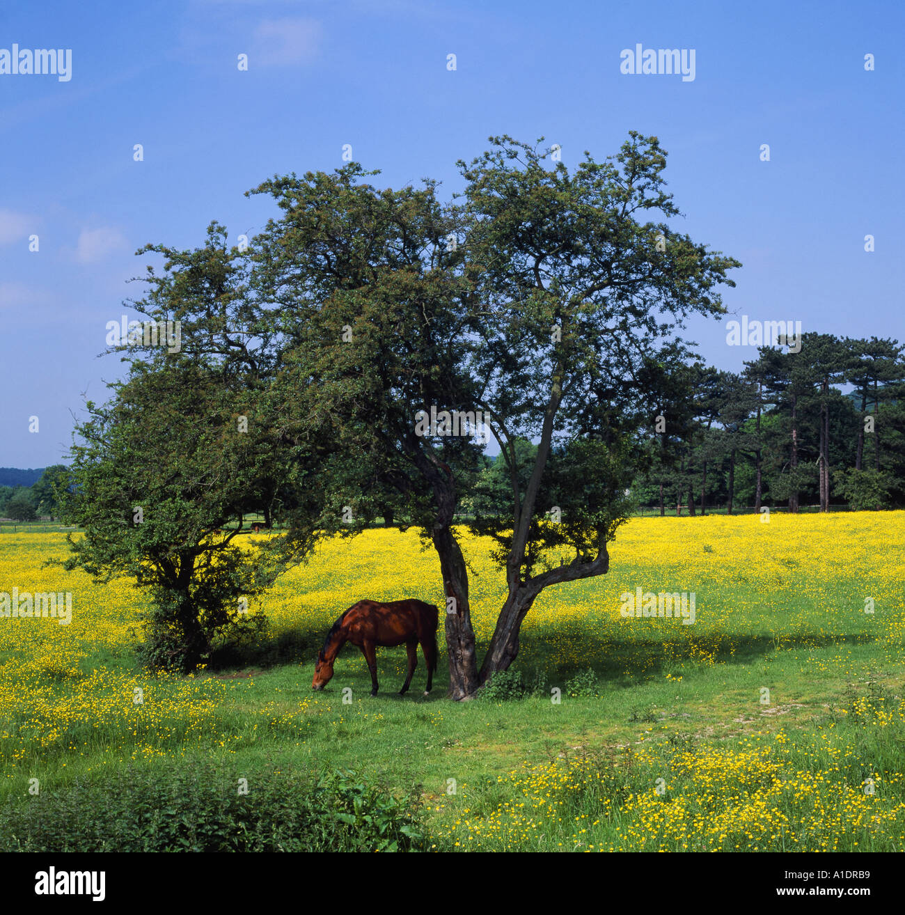 Horse in field of buttercups Duffield nr Derby UK Pictured in summer with dappled sunlight on its back 6x6 Stock Photo