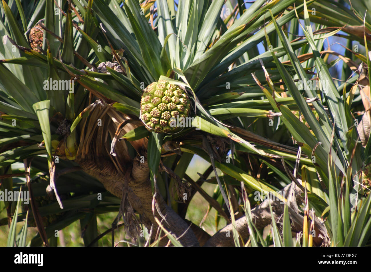 RIPE FRUIT ON A PANDANUS PALM TREE Stock Photo - Alamy