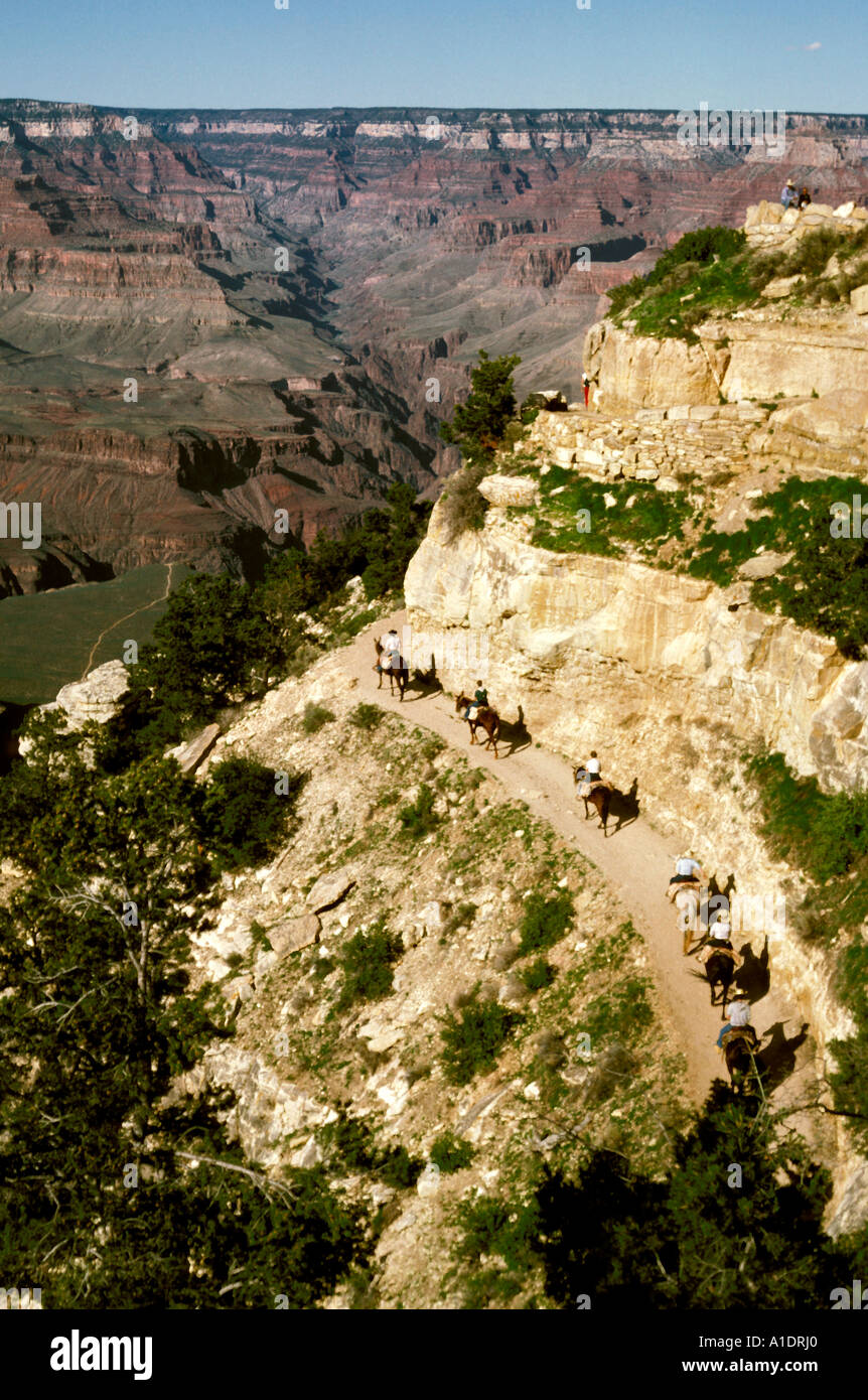 South rim grand canyon mule hi-res stock photography and images - Alamy