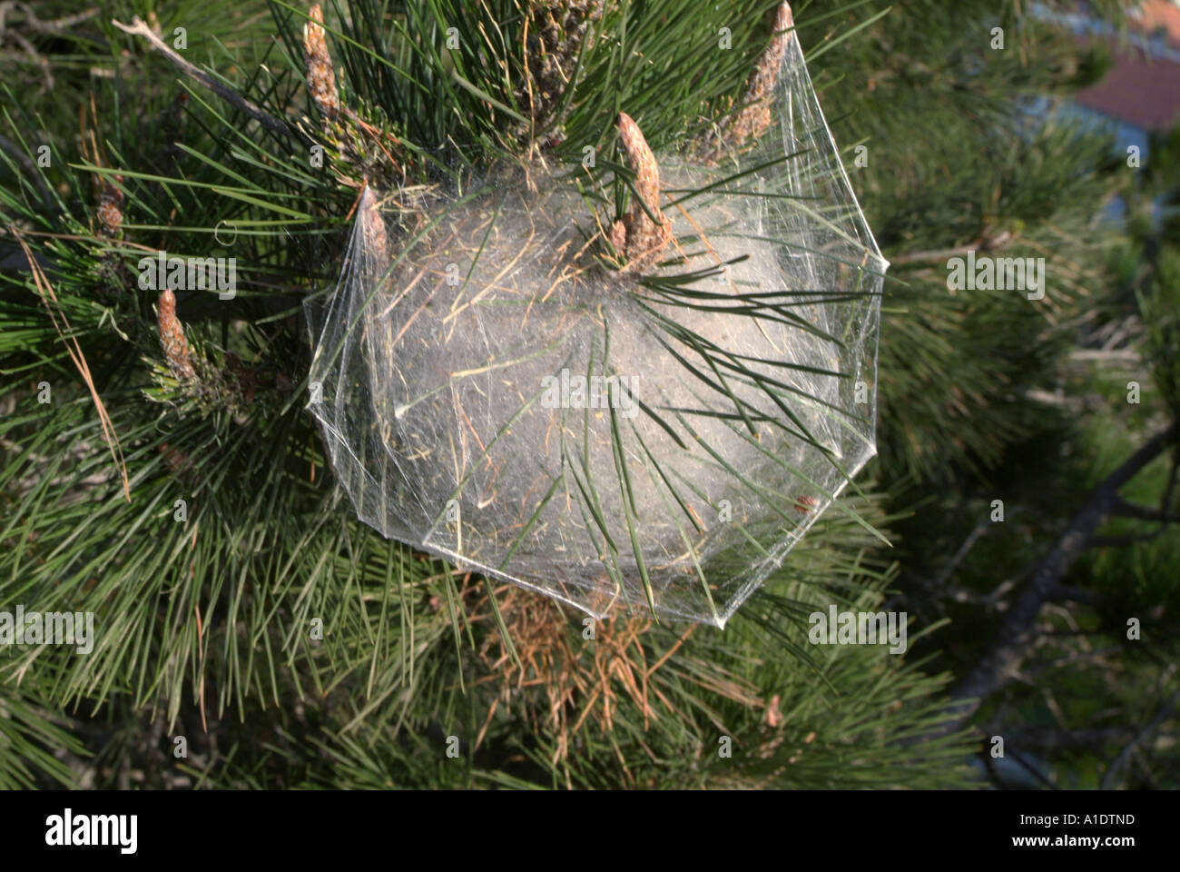 spider, spiders, web, nest, ball, tree, egg, eggs, eggsack, spidersweb