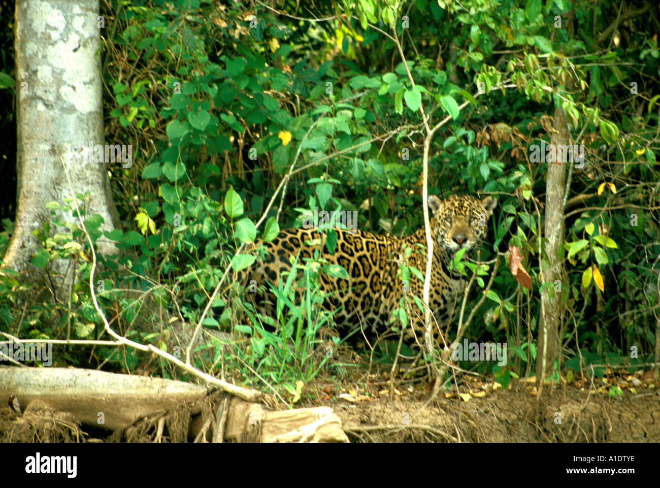 Brazil Pantanal mammal jaguar on Aquidauana River Stock Photo