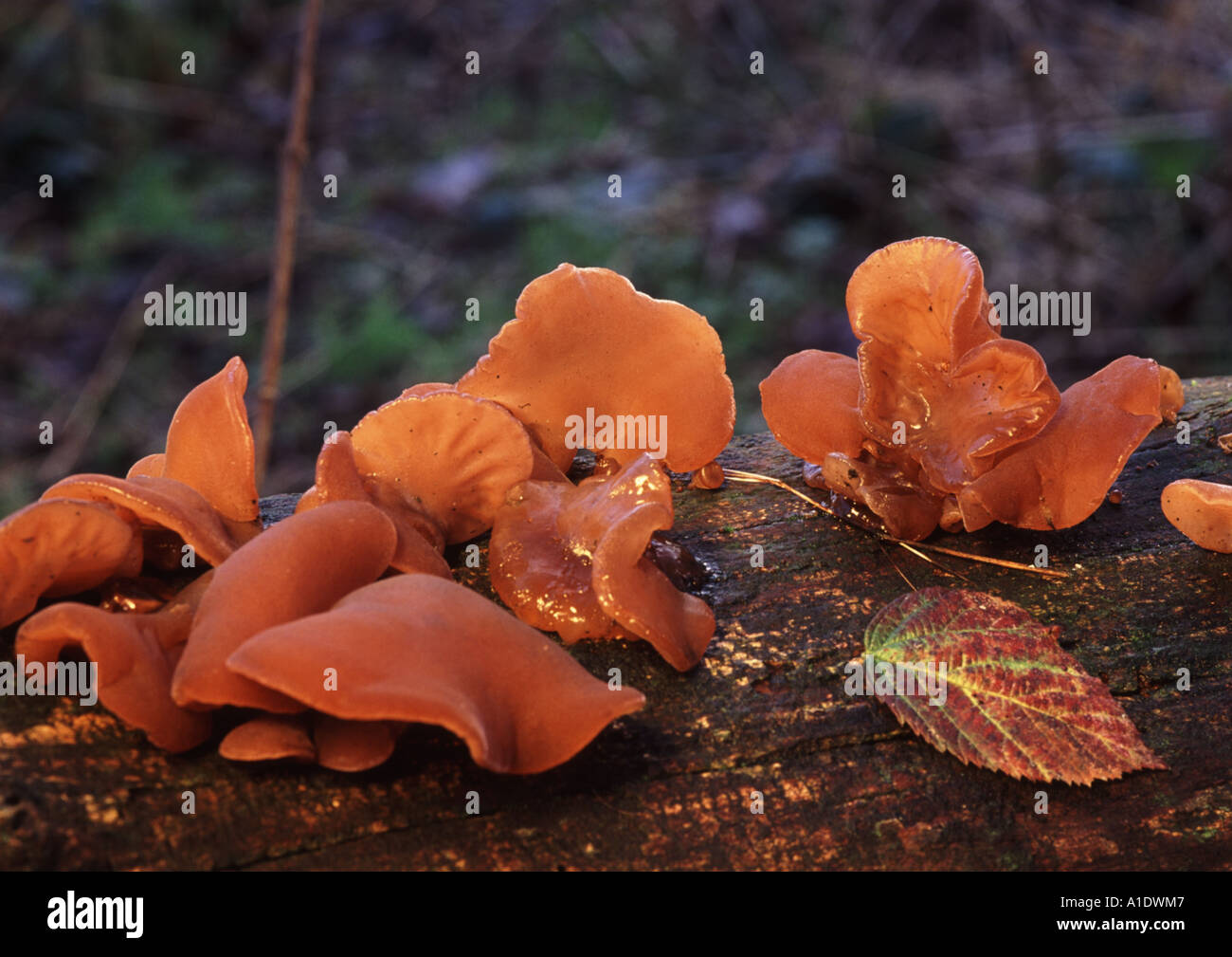 Jews Ear fungus on log in British woodland Stock Photo
