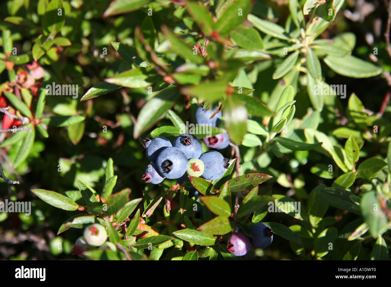 Wild Blueberries on Gun Hill at Harbour Breton Newfoundland Stock Photo