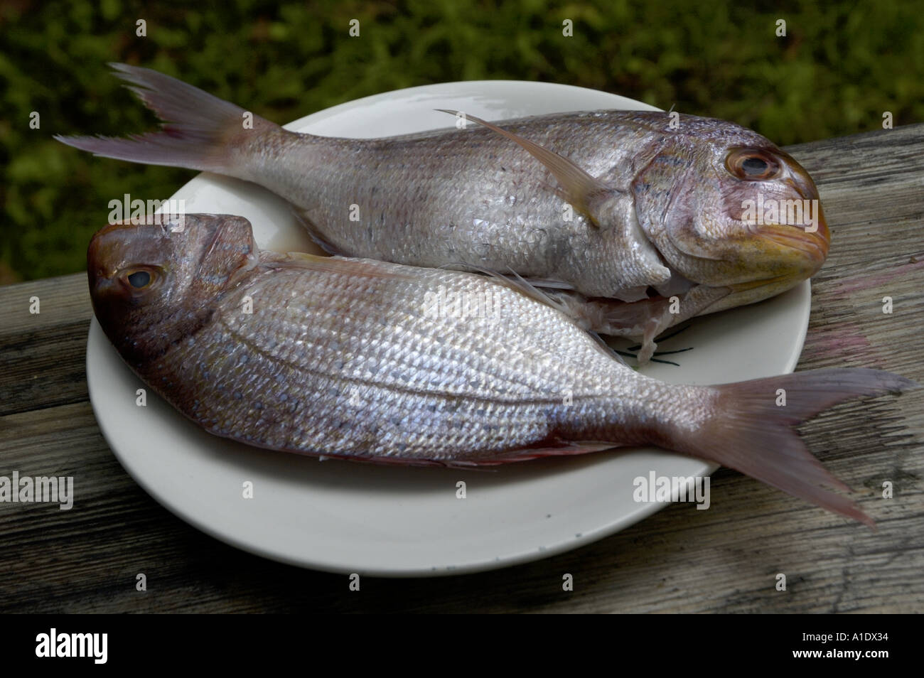 Two gilt-head sea bream on a plate. Stock Photo