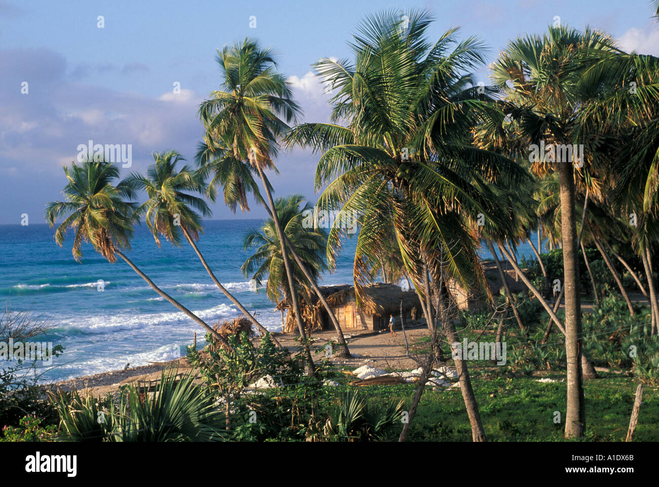 Dominican Republic Thatched Houses on Beach Beside Ocean with Palm Trees Barahona Region Stock