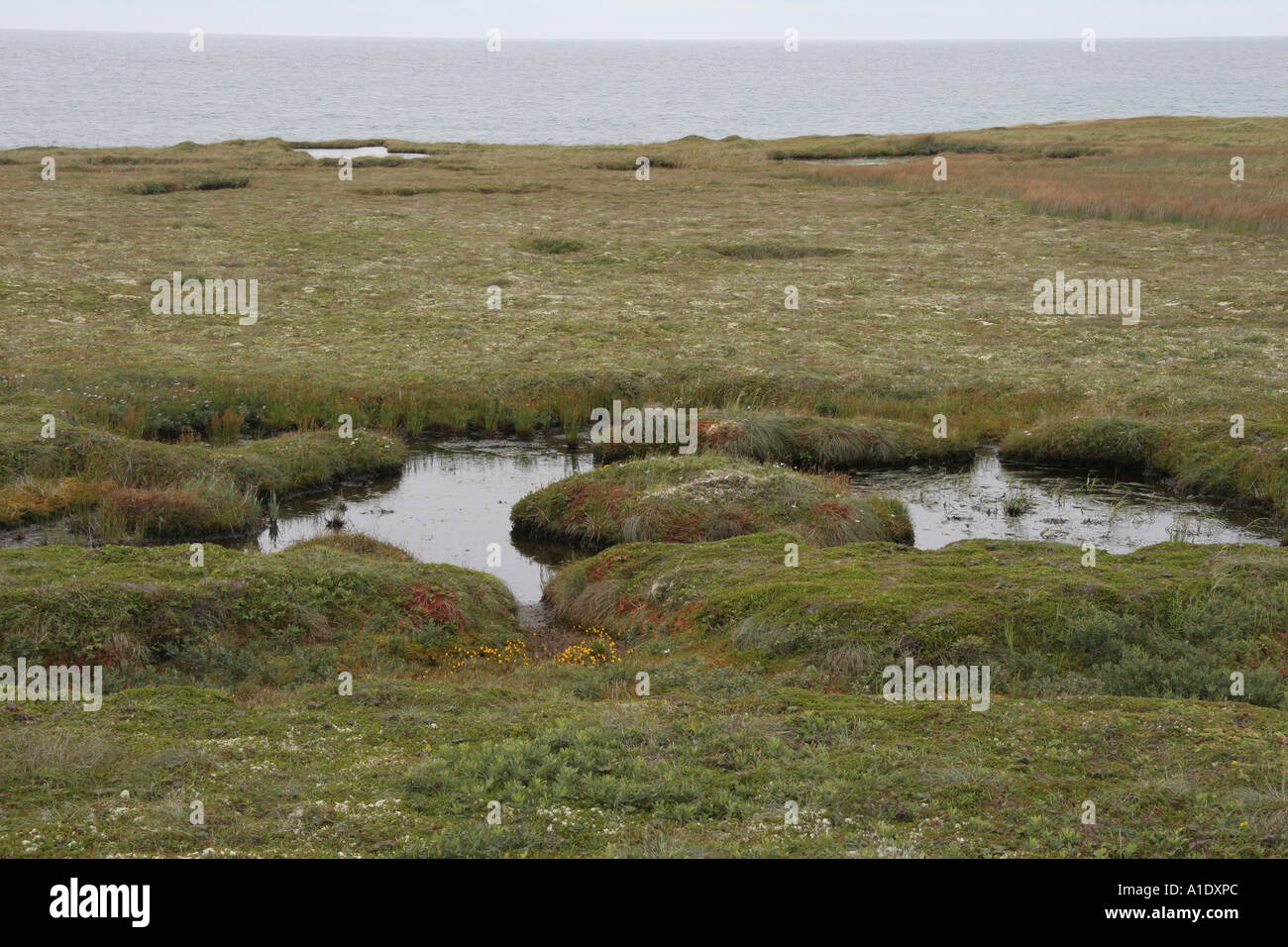 Wetland Grande Miquelon Stock Photo Alamy