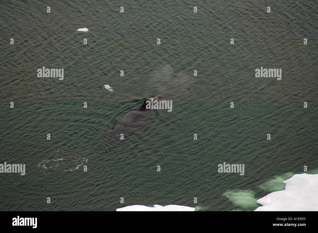 bowhead whale Balaena mysticetus swimming amidst multi layer ice during ...