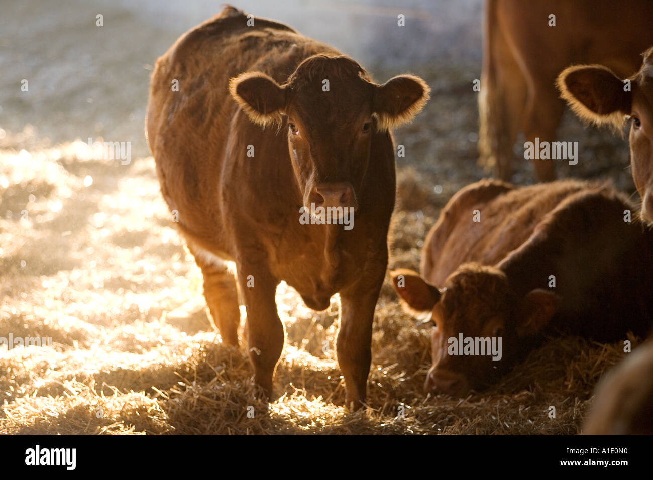 Cows at Sheepdrove Organic Farm Lambourn England Stock Photo
