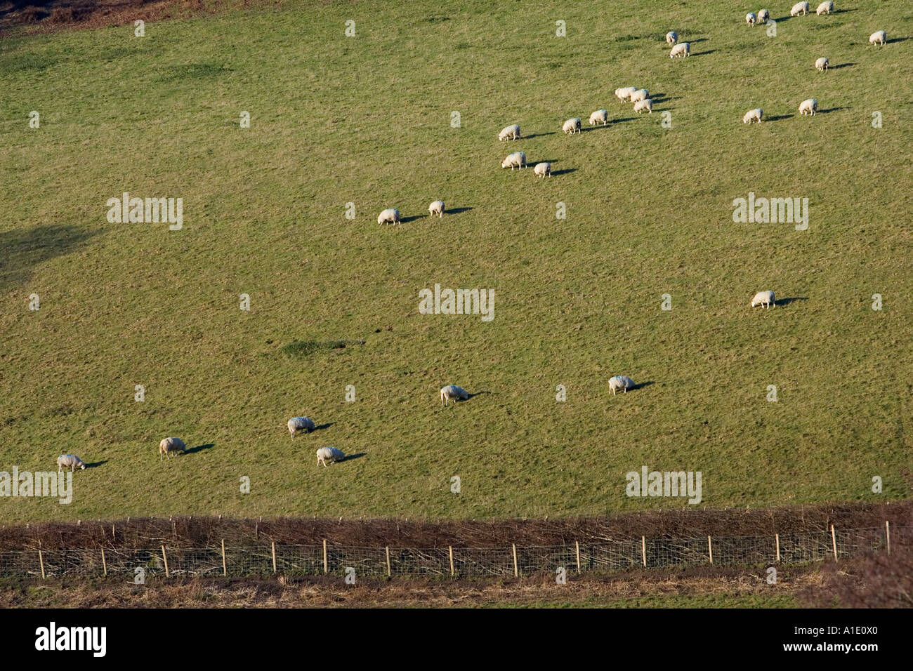 Sheep grazing on a hillside in the Black Mountains Powys Wales United Kingdom Stock Photo