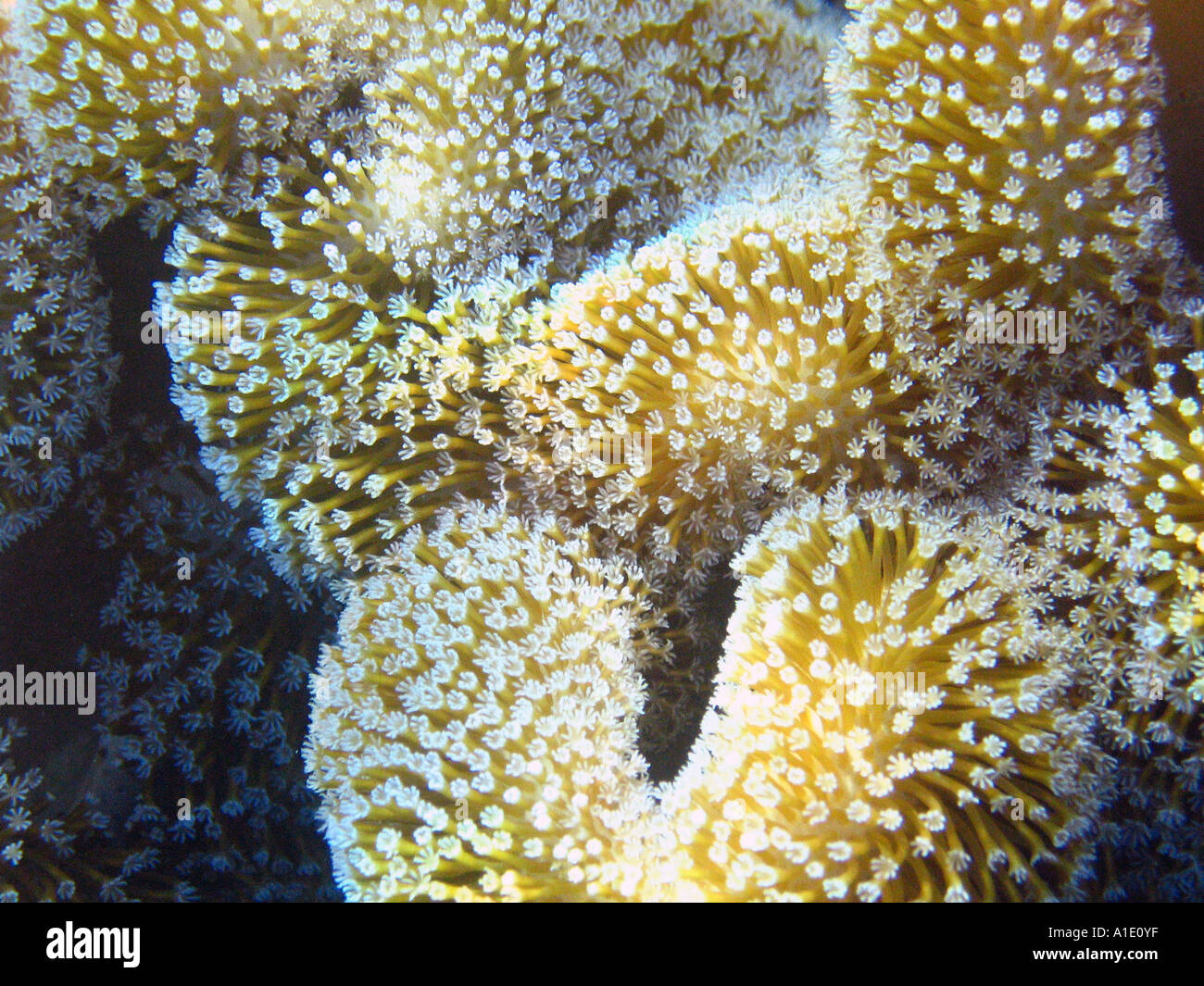 Leather Coral Polyp Sarcophyton Sp Stock Photo