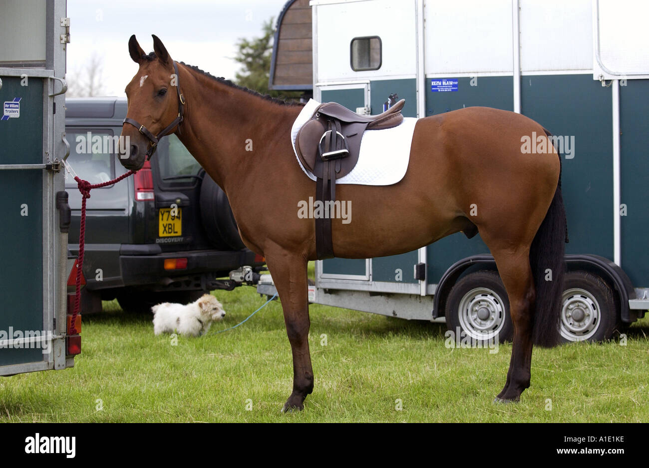 Cleveland bay cross thoroughbred horse tacked up ready for eventing