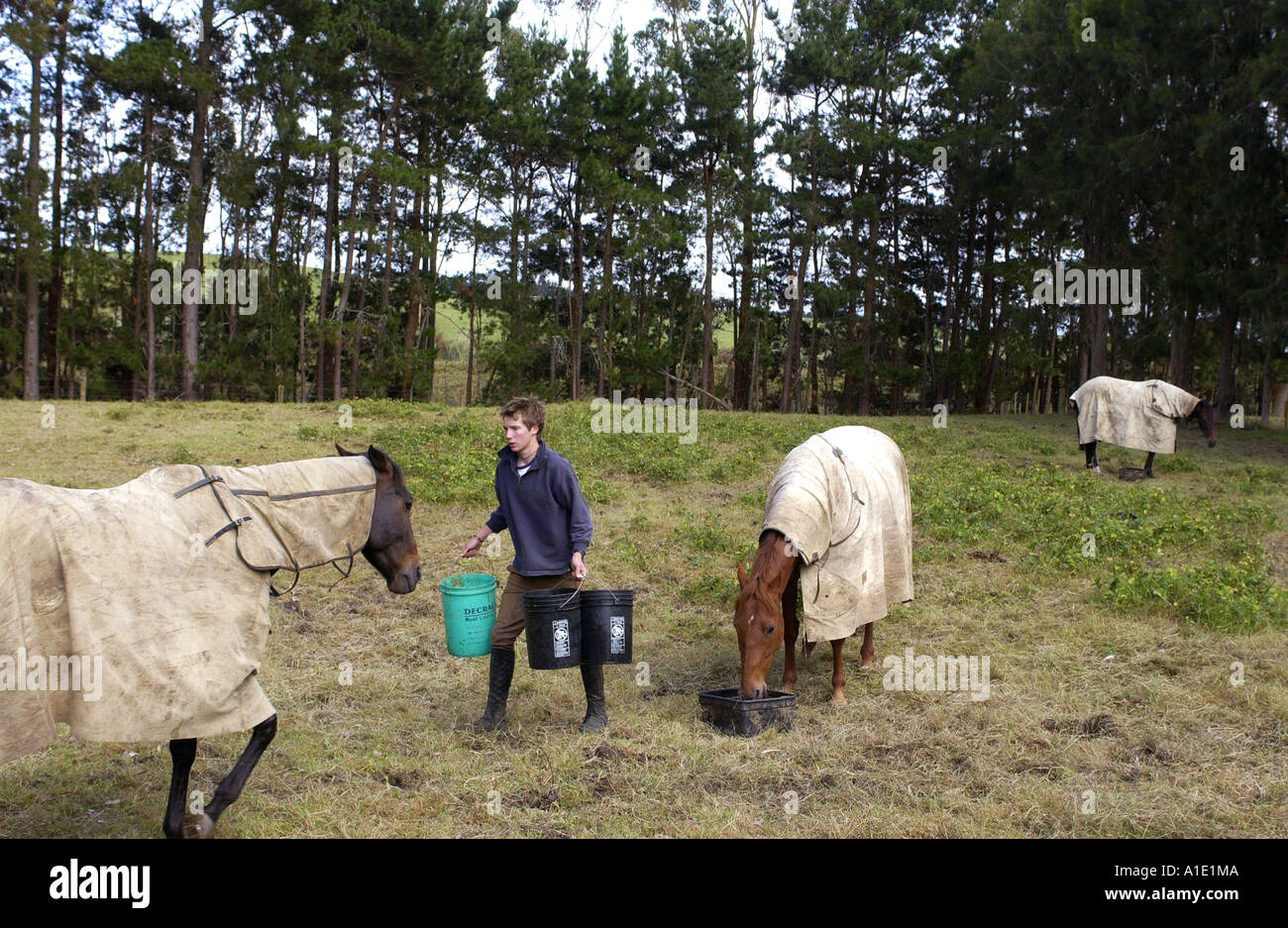 Young man feeds horses in a paddock in New Zealand Stock Photo