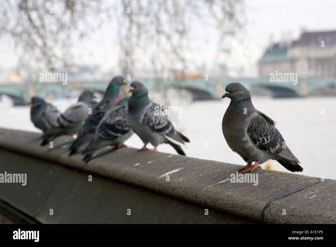 Pigeons Southbank of River Thames London UK Feral birds may be at risk from Avian Flu bird flu virus Stock Photo
