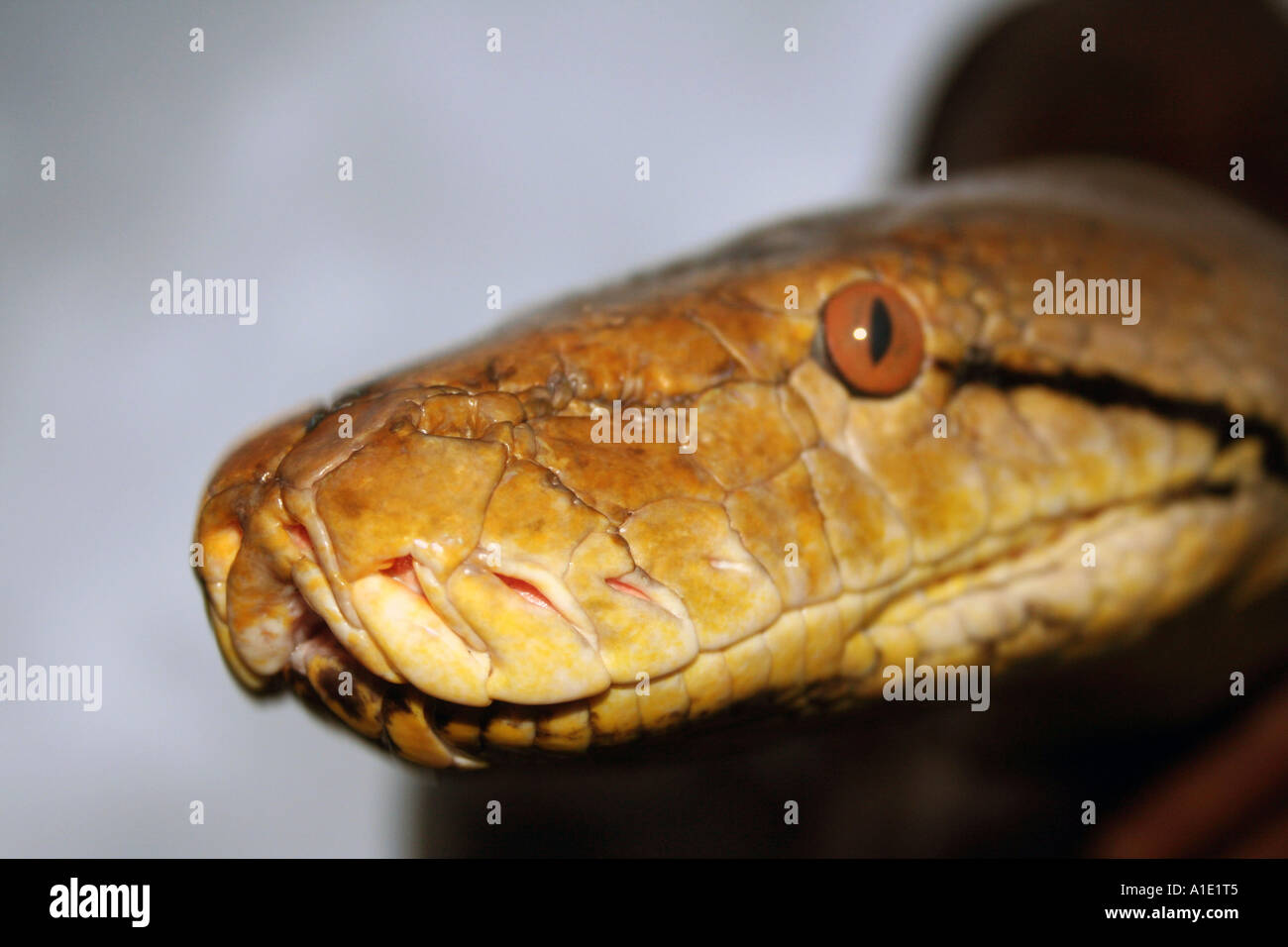 Python snake hi-res stock photography and images - Alamy