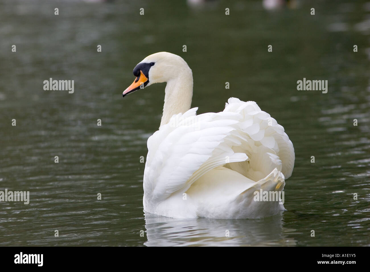 Mute Swan River Windrush Burford UK Feral birds may be at risk from