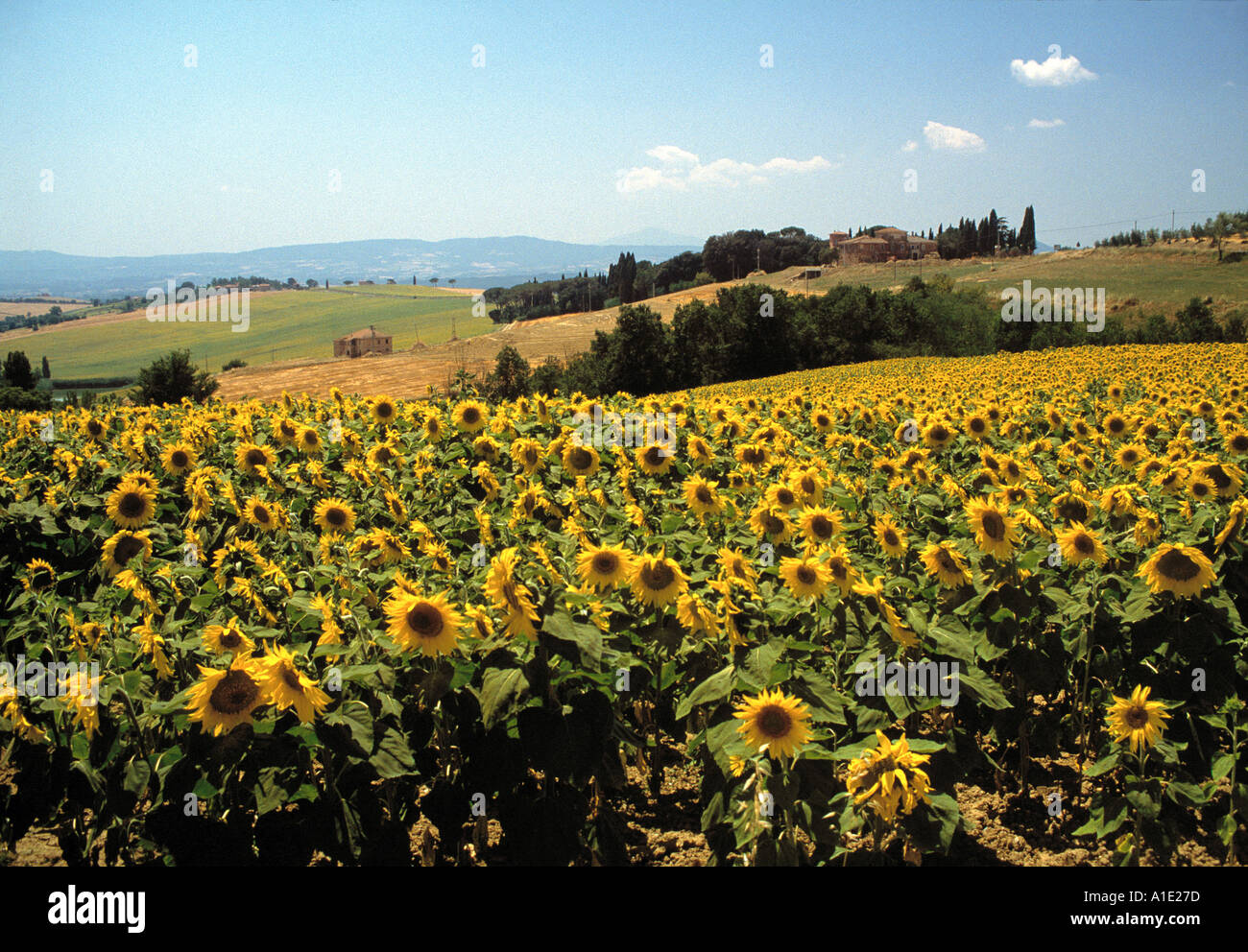 Sunflower field in Tuscany Stock Photo - Alamy