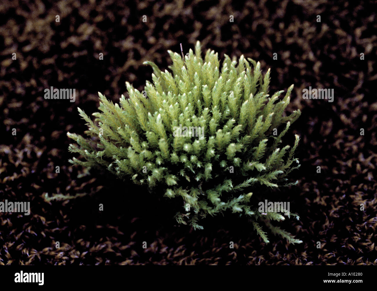 Moss growing in Iceland Stock Photo