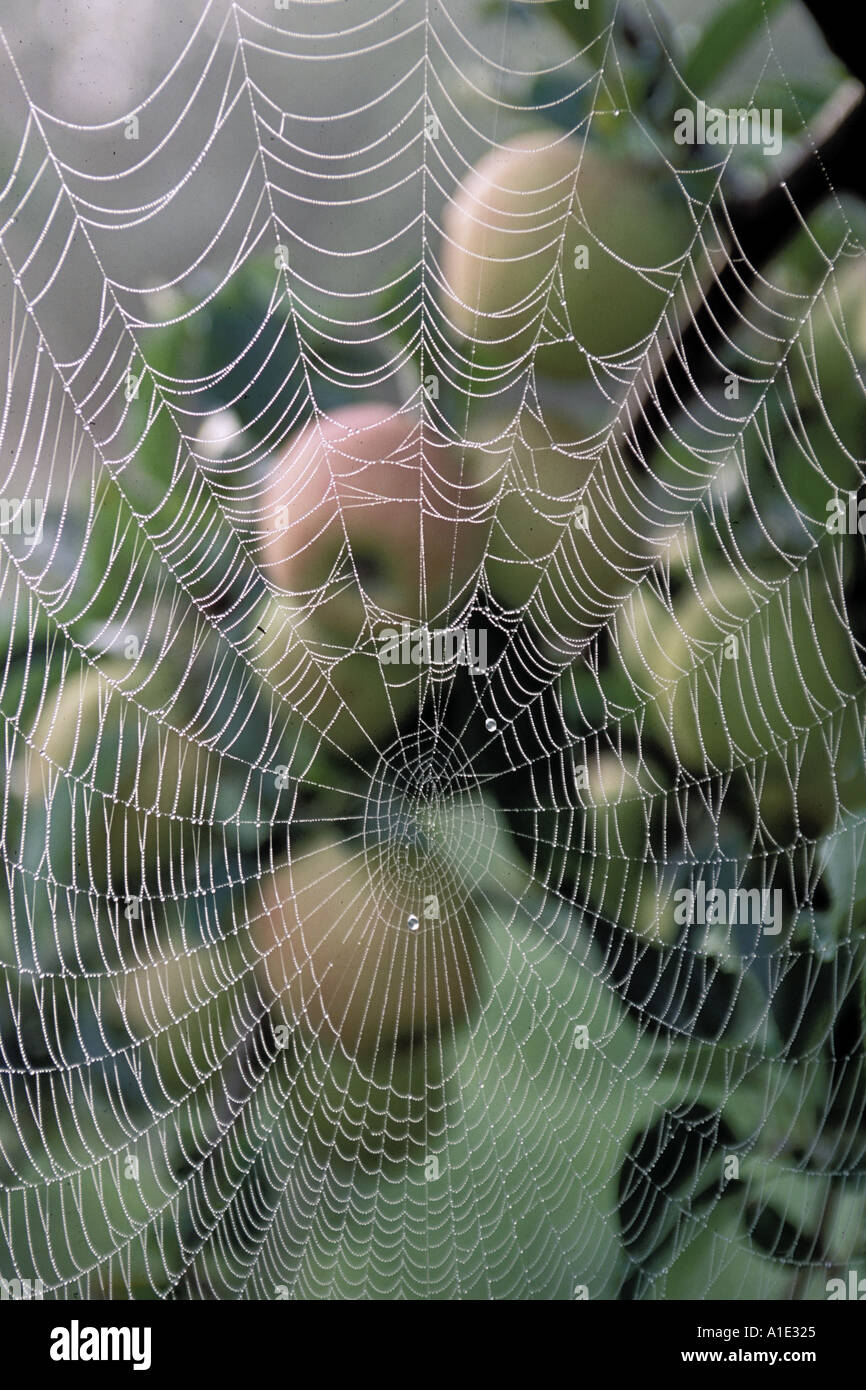 Spider's cobweb covers ripe apples ready to pick on a misty morning in an apple orchard Kent UK Stock Photo