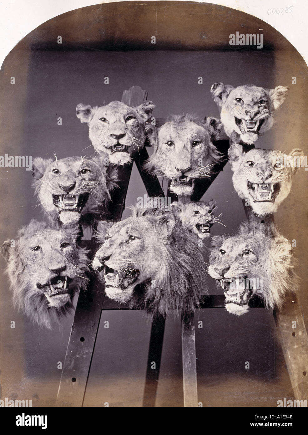 Lions heads on an easel Stock Photo