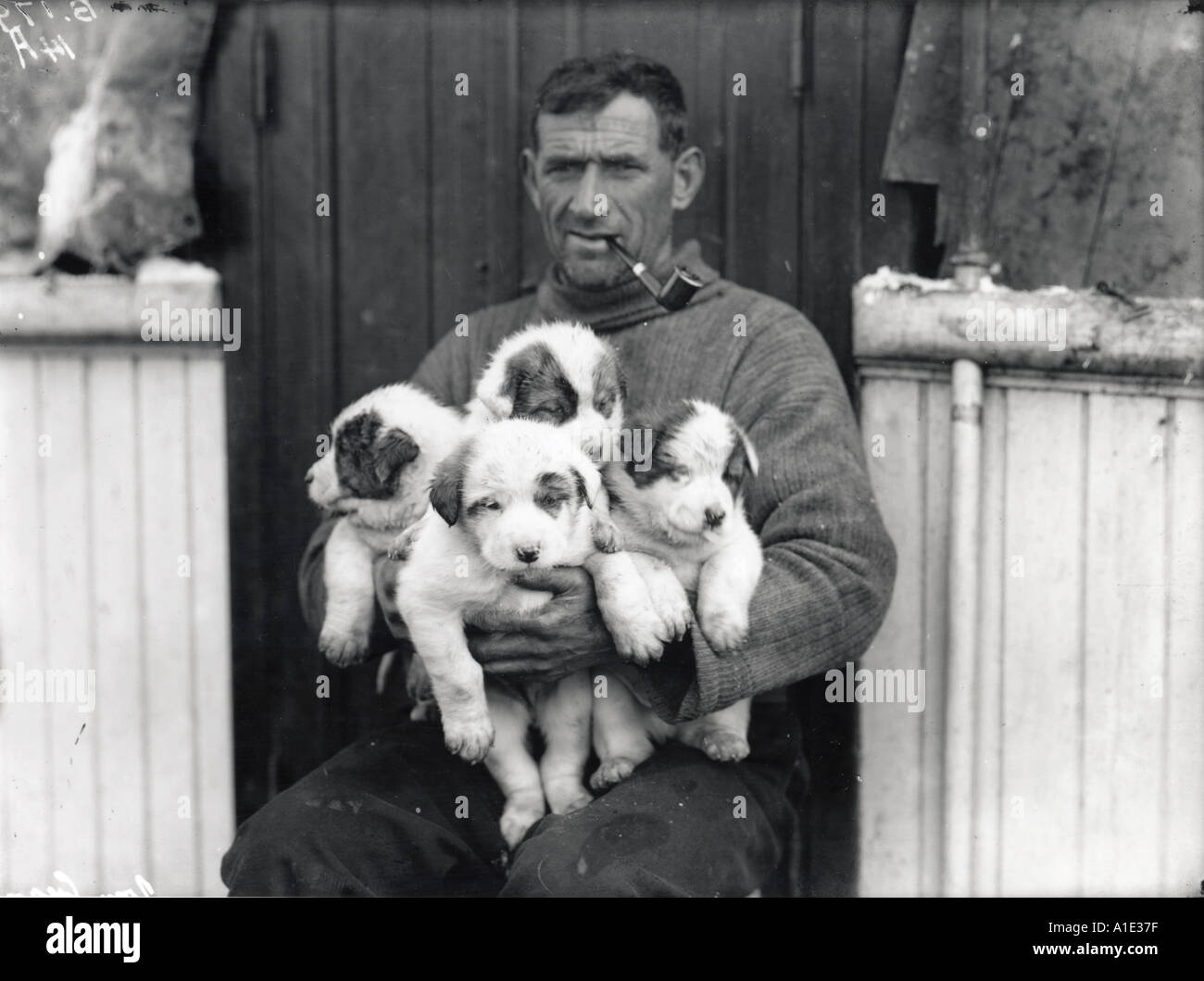 Tom Crean with new born puppies Imperial Trans Antarctic Expedition