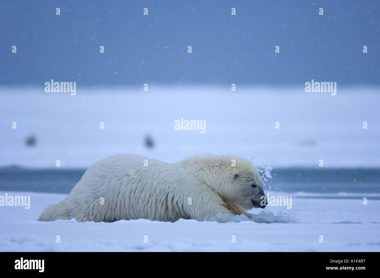 polar bear Ursus maritimus trying to climb up on thin ice 1002 coastal plain of the Arctic National Wildlife Refuge Alaska Stock Photo