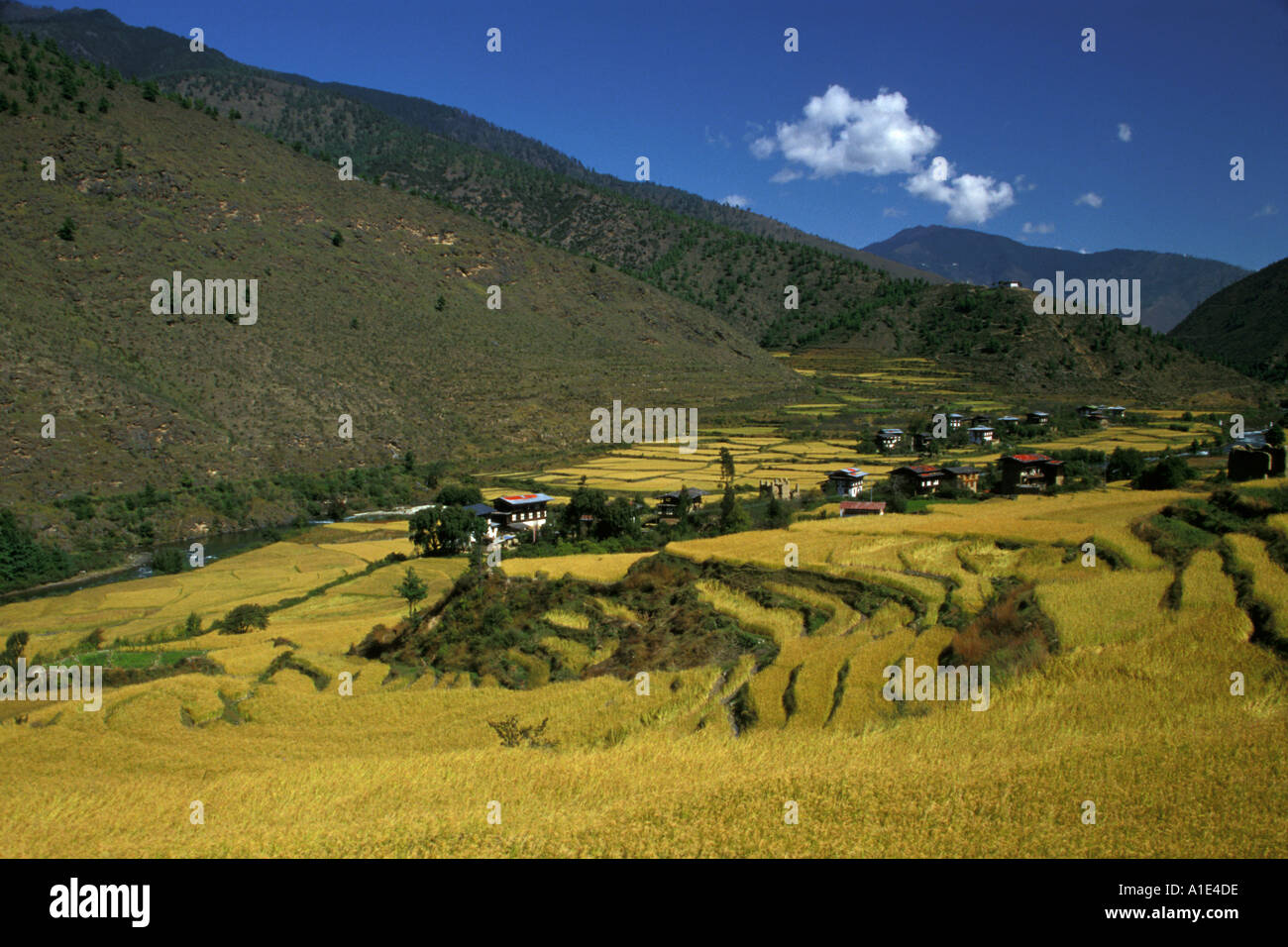 Terraced Rice Fields by the River Paro Bhutan Stock Photo