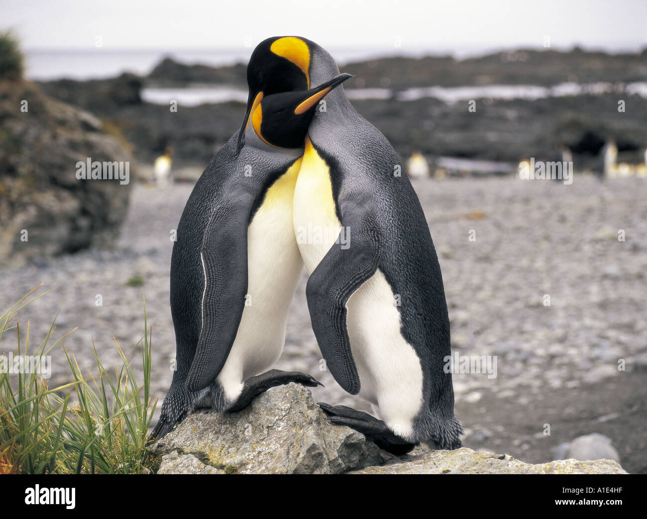 Macquarie island australia close hi-res stock photography and images ...