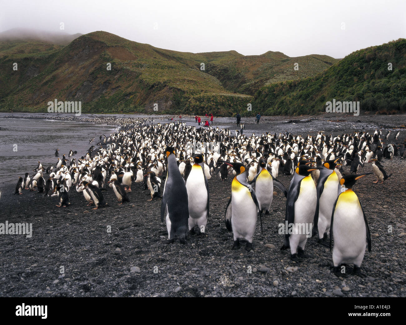 Australia colony king hi-res stock photography and images - Alamy